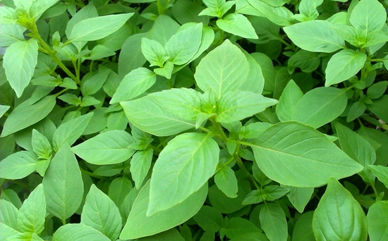 荆芥,罗勒,薄荷,很多人傻傻分不清楚,教你你如何区分