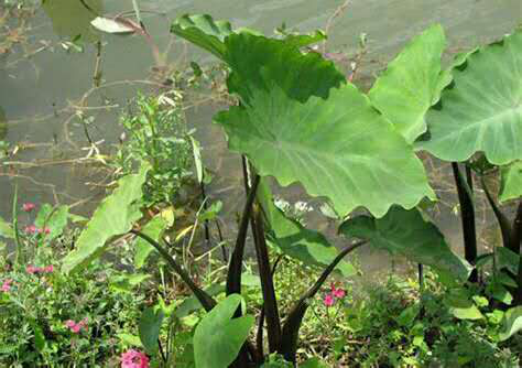 紫柄芋在广东的食用传统及其本身的烹饪文化传统