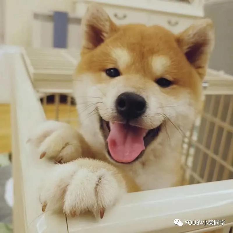 「训练篇」如何训练柴犬定点大小便