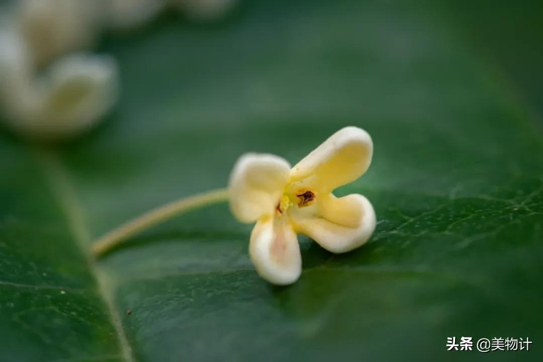 一树桂花开，人间有清欢