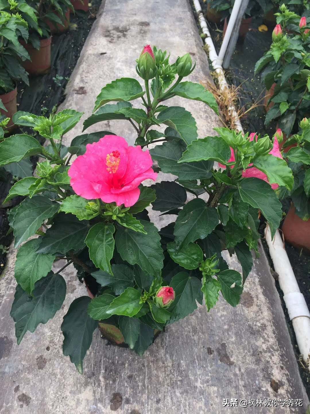 "扶桑"花"养护"方法"大全"总结出来了,"拿走"不谢