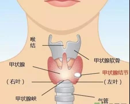 广西甲亢专科医院在哪里(甲状腺结节至少5%是恶性，广西医科大一附院甲状腺疾病一体化诊治中心一站式服务)