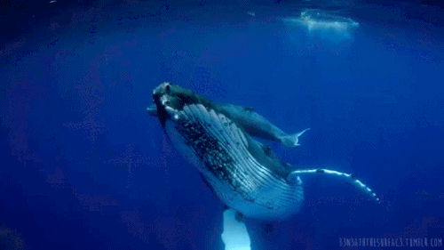 鲸鱼是逍遥游"北冥有鱼,其名为鲲"中的鲲吗?不是