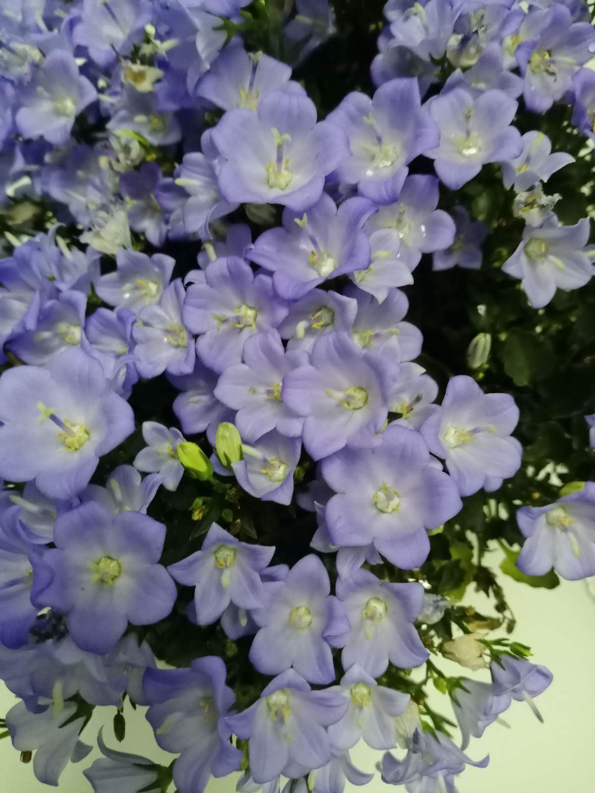 花种类介绍大全（常见花图文并茂非常详细）