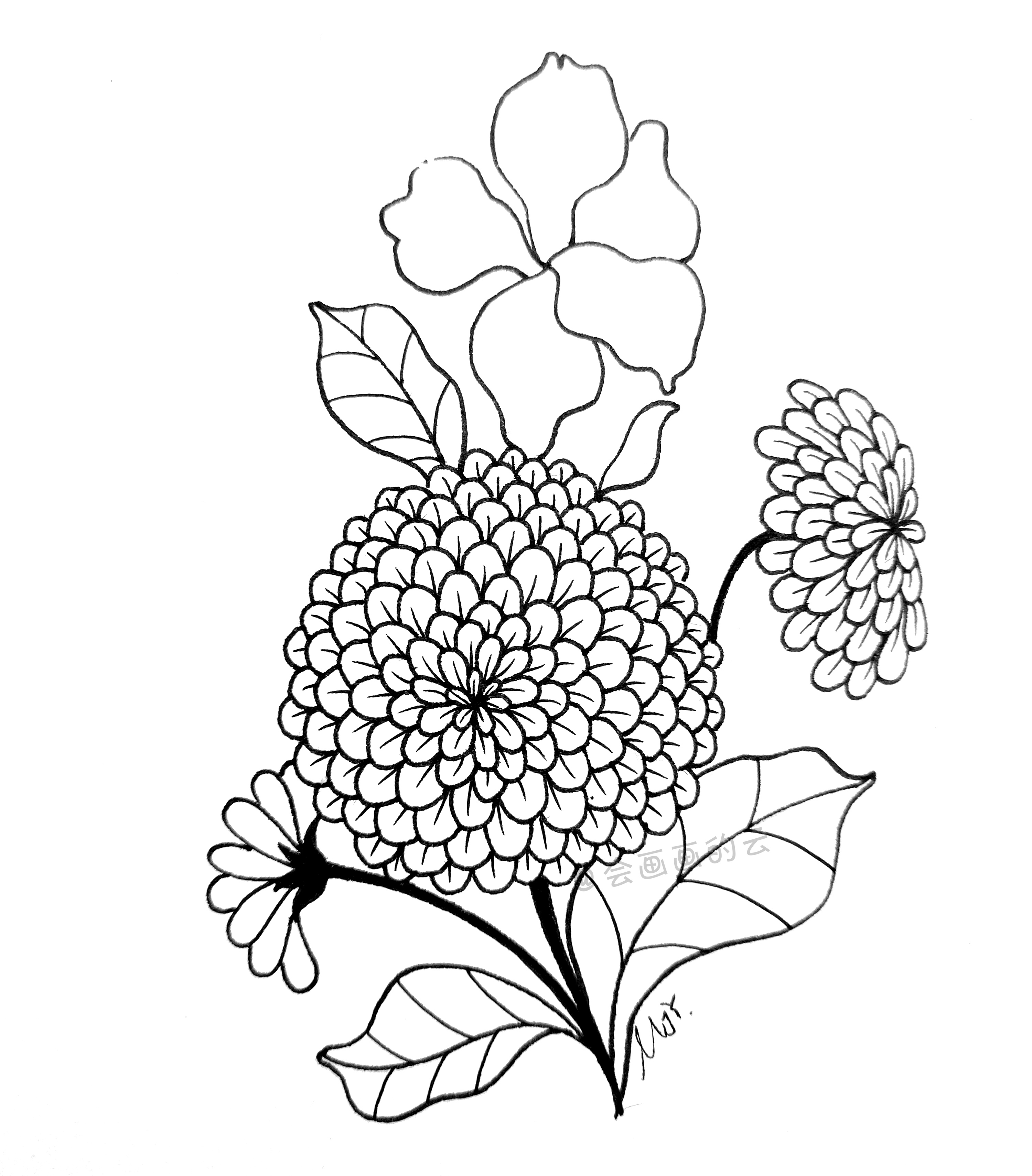 分享简笔画教程，8步教你画百日菊，友谊天长地久