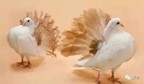 观赏鸟十大排名
