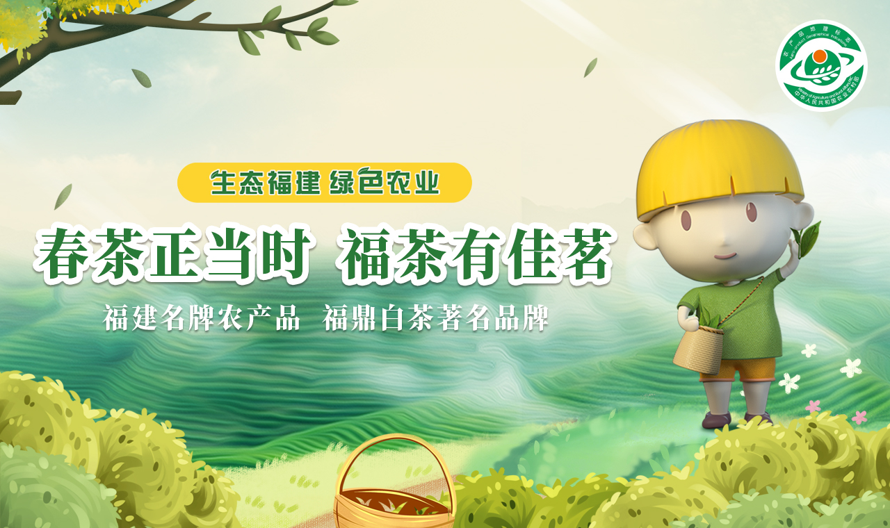 春茶正当时｜想喝福鼎白茶 这三个品牌你一定不能错过！