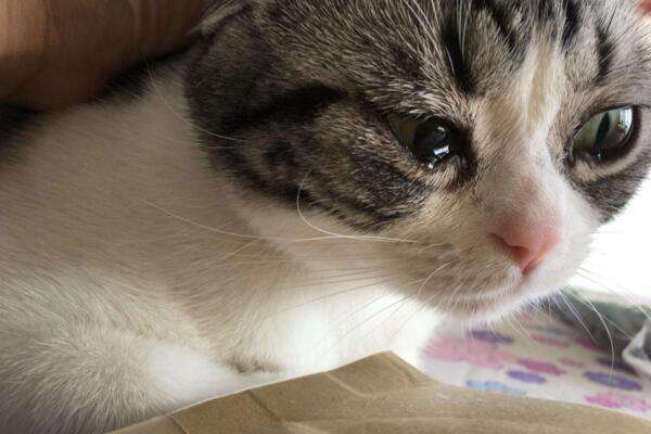 猫咪流泪是感动吗？揭秘猫咪爱流眼泪的真正原因