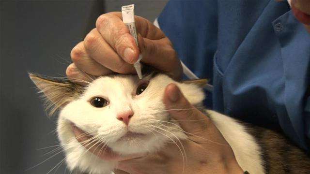 猫咪爱流眼泪是感动吗？可能是病了！猫咪常流泪该怎么护理？