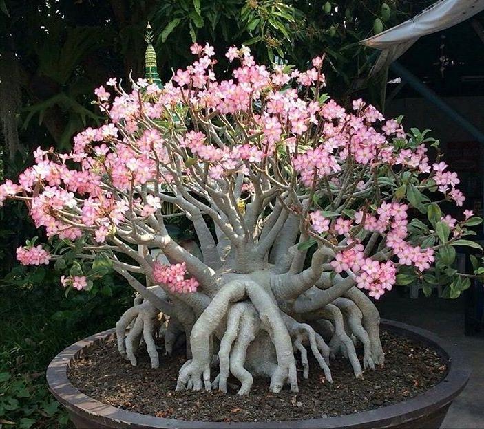 8种“养不死”的花,绿萝只能排“末尾”,再养不好就别养花了
