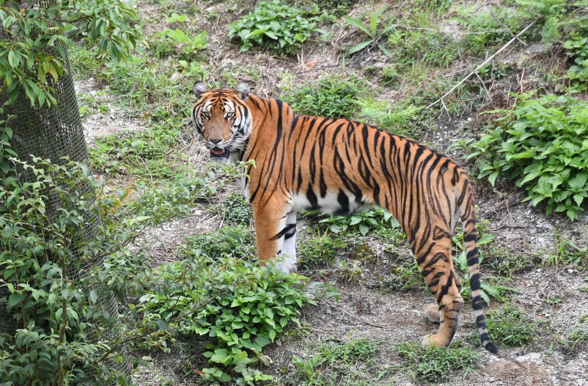 以我国金钱豹为例,金钱豹属于独居生物,它们白天会潜伏在树丛中以及
