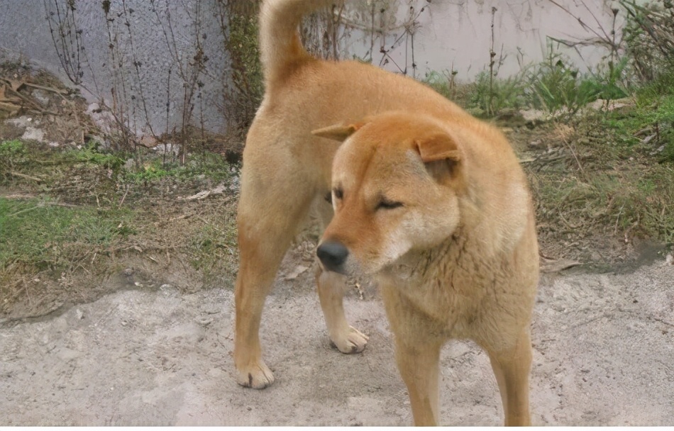 农村经常有商贩高价收购老土狗,收走的老狗有啥用?老农:捡漏