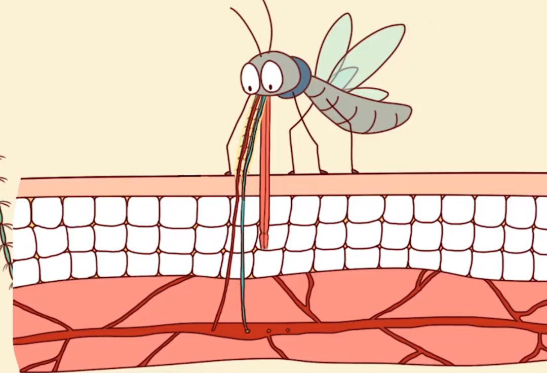 蚊子吸血是为了什么(吸血居然是为了繁殖后代)