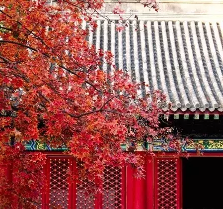 最美不过枫叶红,6个红枫圣地"打包"给你,错过悔一年
