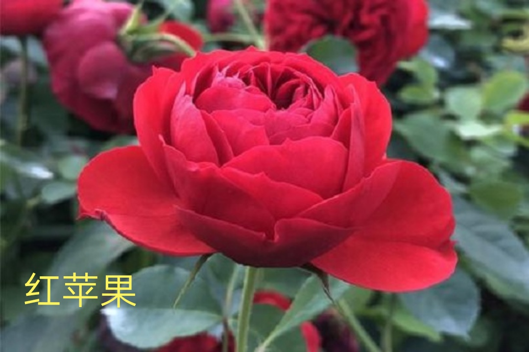 茶花女月季图片大全（常见切花月季品种一览）