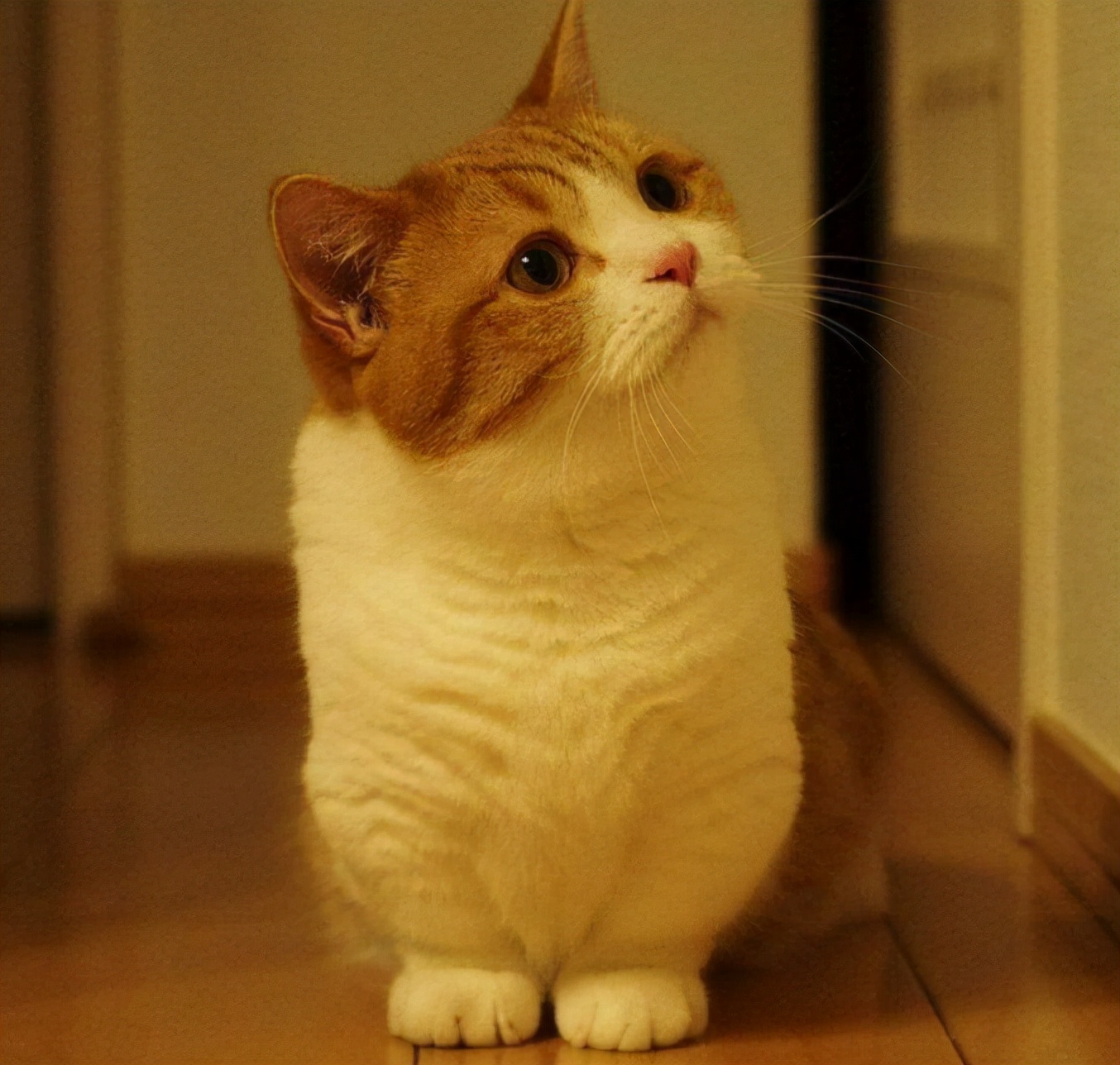 曼赤肯猫怎么样猫界中的霍比特人
