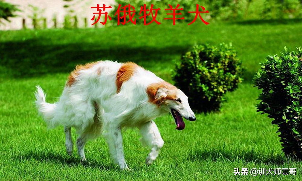 牧羊犬种类  世界十大牧羊犬排名