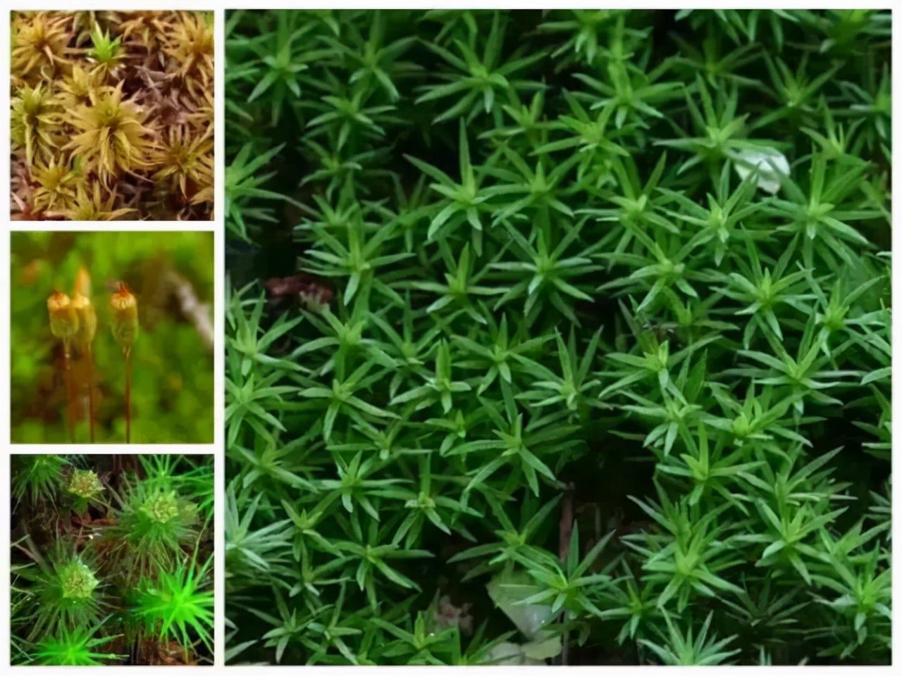 苔藓种类名称及图片(40种常见苔藓植物图鉴)
