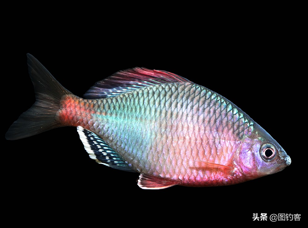 鳑鲏鱼没有人不认识，但个头大有须的鳑鲏你知道吗？它们叫“鱊”