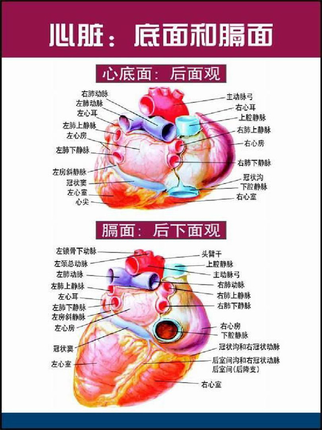 心脏不舒服，是做心脏造影好？还是做心脏核磁好？