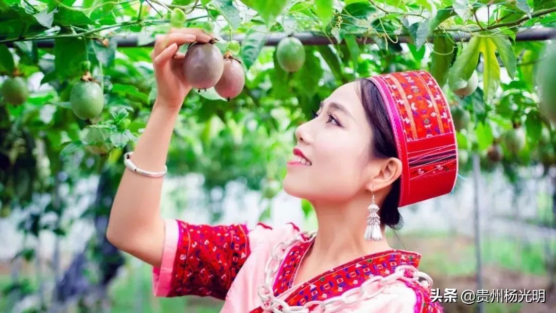 香！香！香！欢迎组团到贵州省黄平旧州采摘“且兰百香果”
