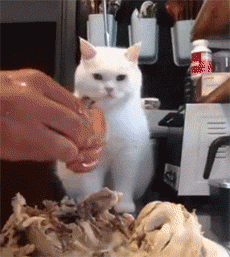 猫咪能吃的5种肉和不能吃的3种肉，你知道吗？