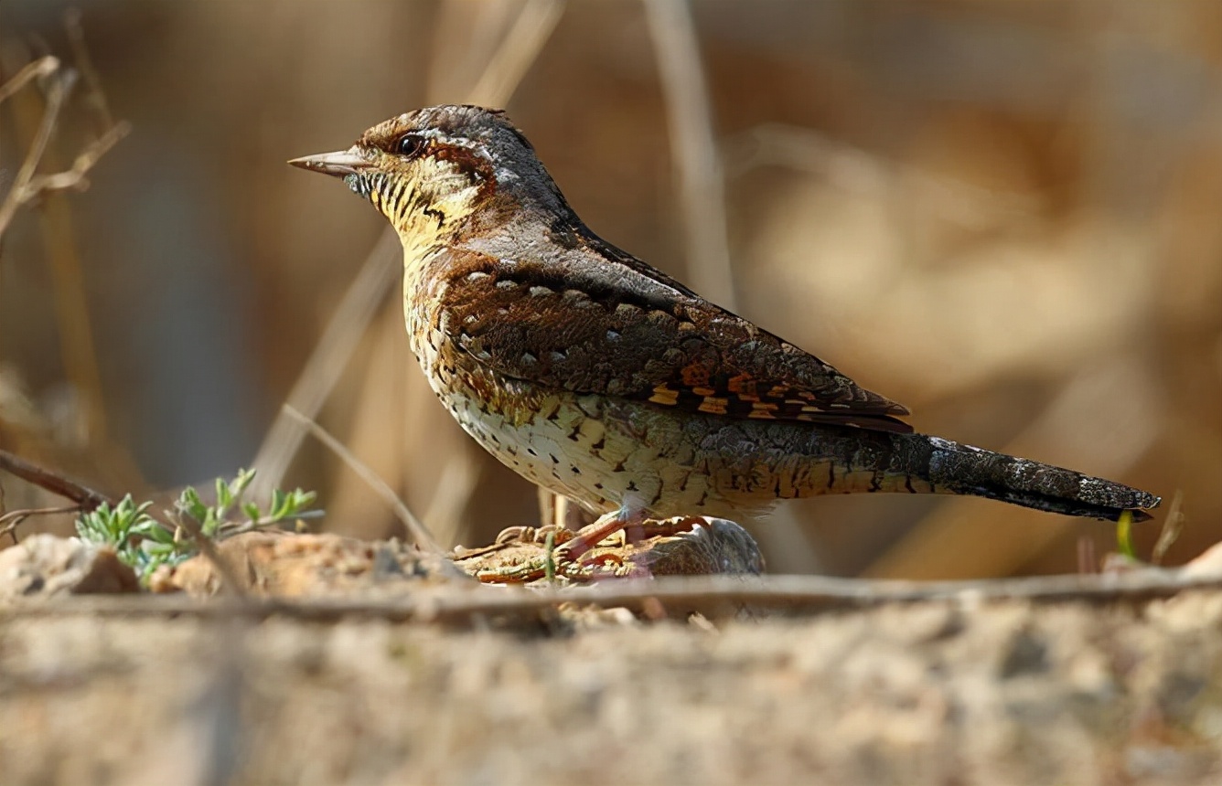 䴕怎么读？䴕的读音和意思