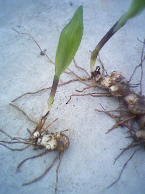 白芨種植技術（白芨的栽培技術要點及常見病害防治方法）