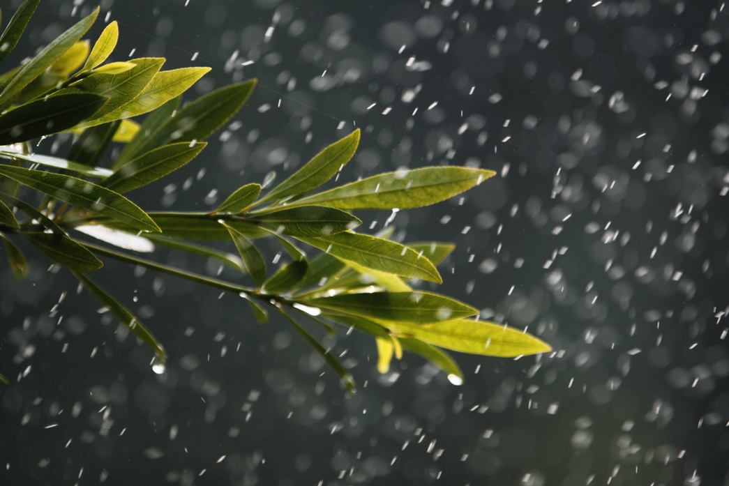 想写出优美的作文，离不开好词好句，30句春雨，句句经典