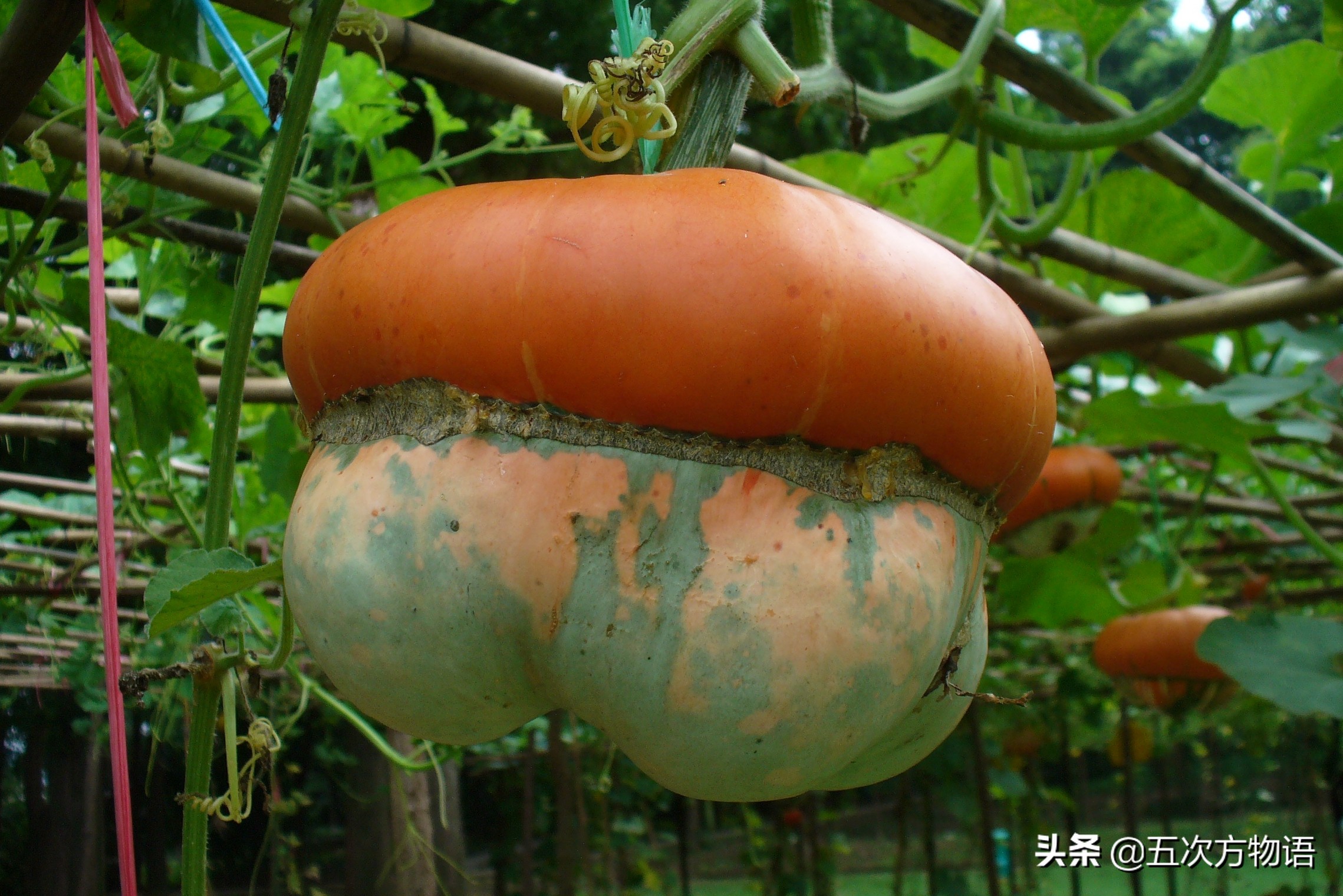 国内葫芦科蔬果全介绍