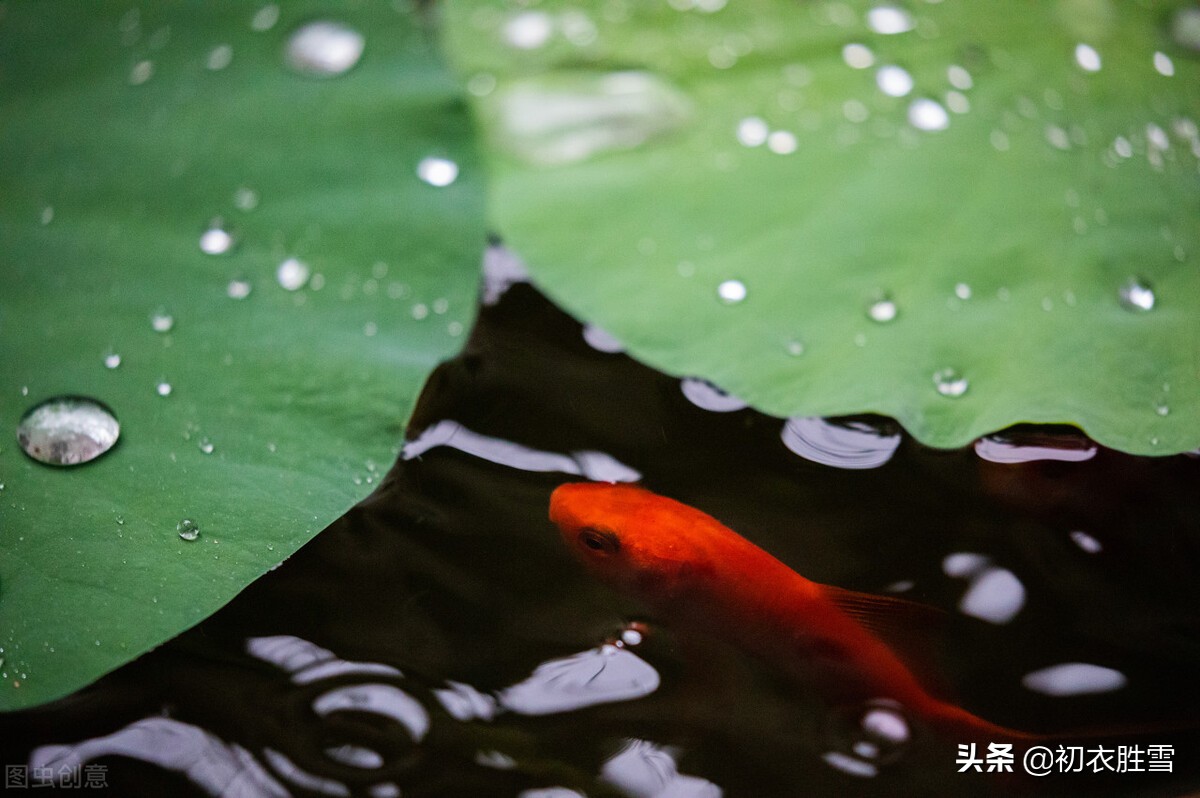 荷叶美诗六首赏读：爱莲尽爱花，而我独爱叶