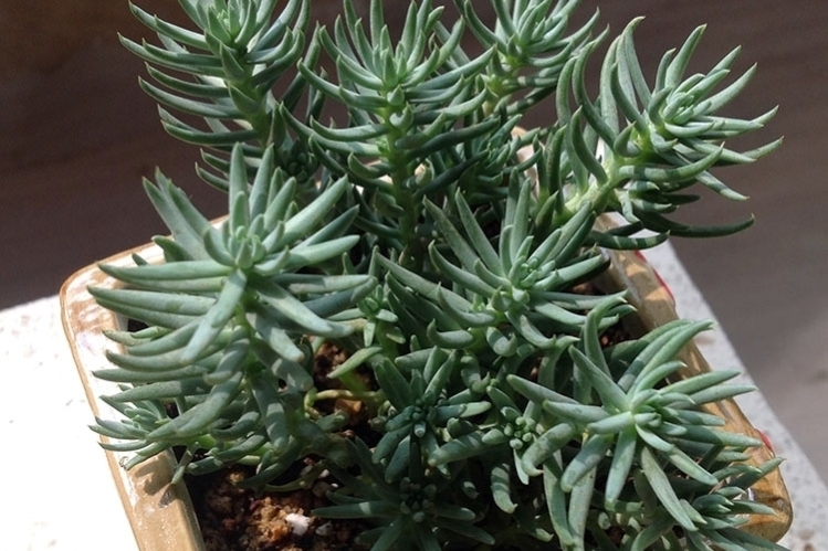 蓝云杉多肉怎么养长得好「图文」 -骁龙网