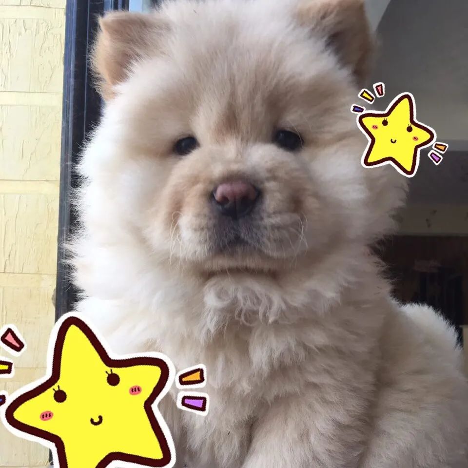 6种狗狗小时候和长大的对比！阿拉斯猪：岁月是把猪饲料