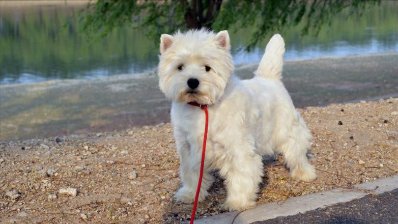 新手养狗:关于西高地的5件事,你不知道的事