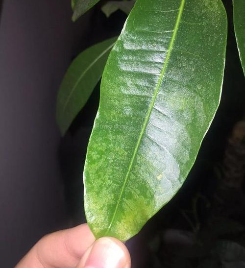 发财树叶子发黄，除了浇水过多，还有10个别的原因，你知道吗？