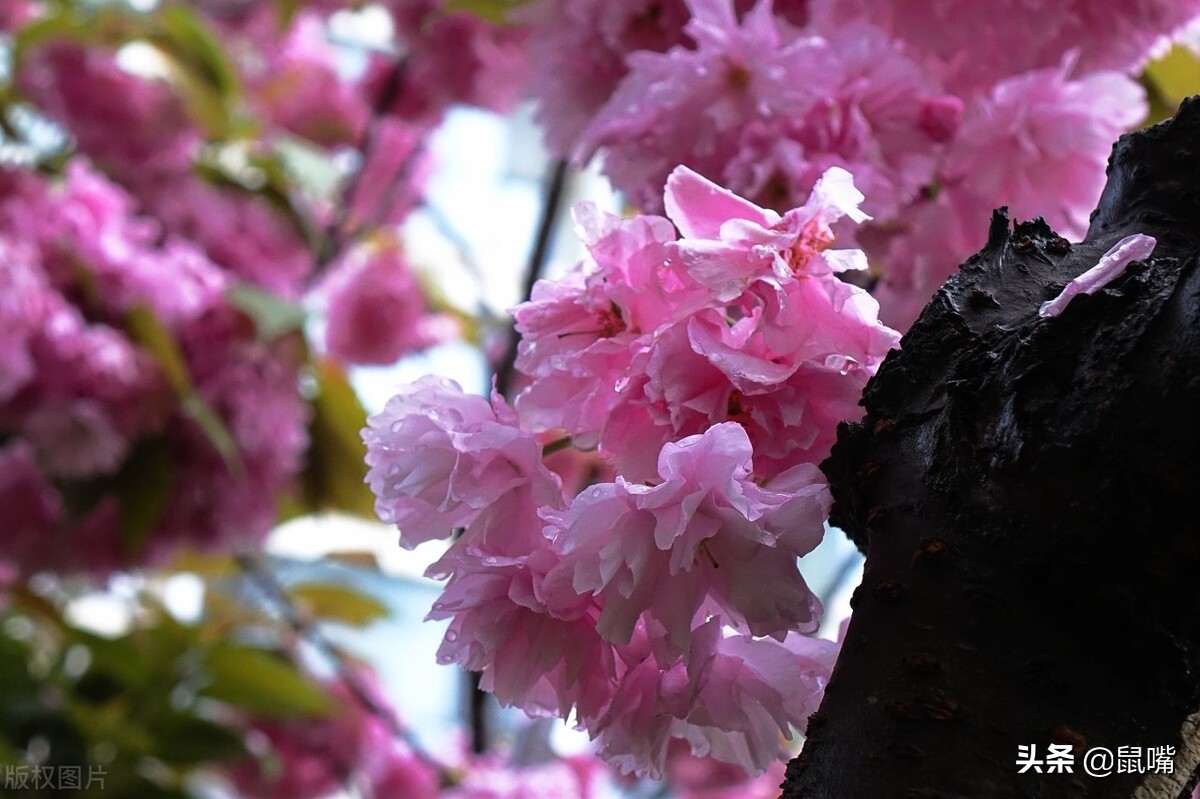 《列子》原文 译文（二）