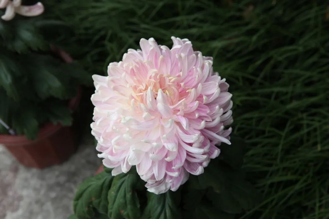 赞美菊花的诗句（10首菊花诗词唯美了整个秋天）