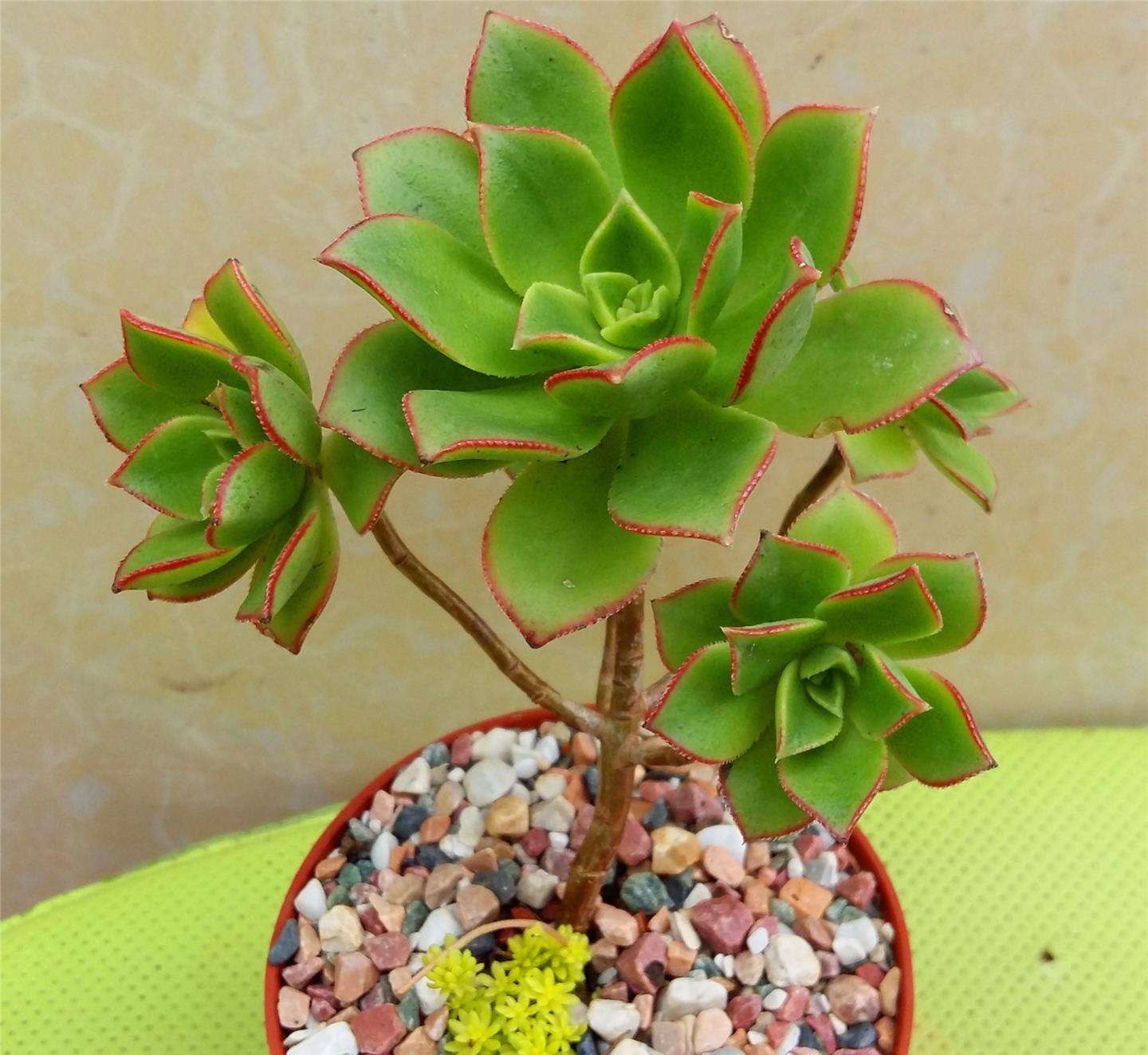 马库艳日辉多肉怎么养详细介绍专业回答