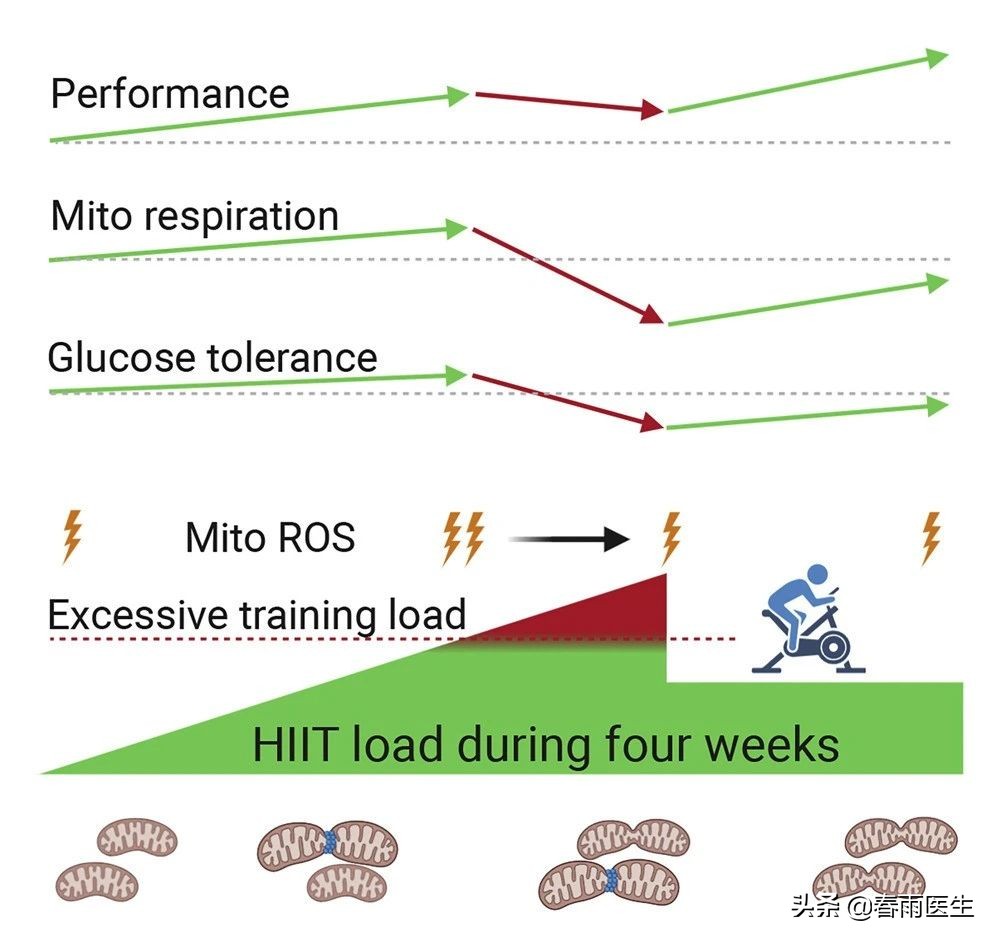 运动越多越好？过量了能把你某些肌肉都溶解掉