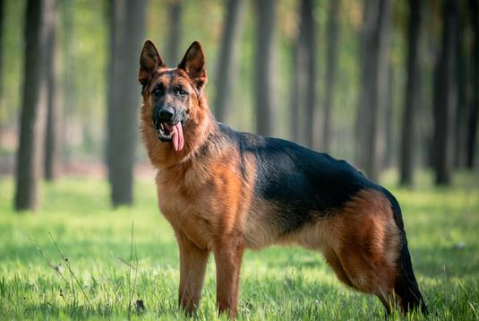 西德牧羊犬(养德国牧羊犬的4个好处和4个坏处)