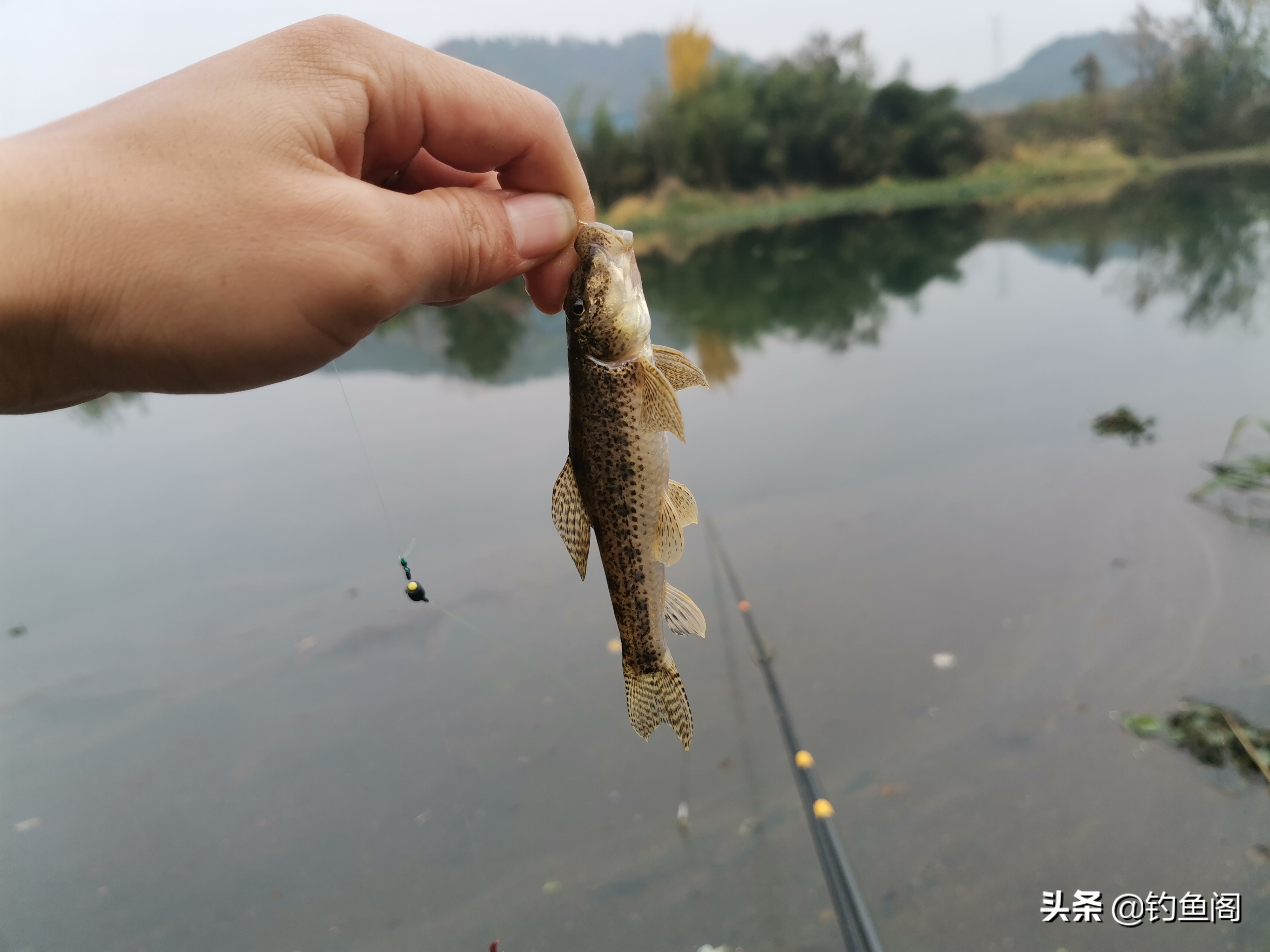 钓鱼人最头疼的“捣蛋鱼”排行榜：专咬钩不咬饵的烦人鱼种