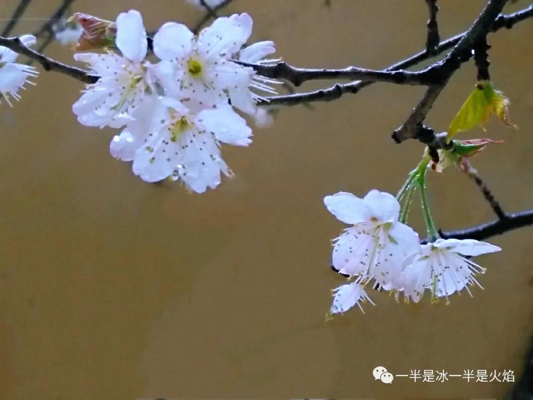 春风轻抚，万物复苏：自然的苏醒与生命的律动
