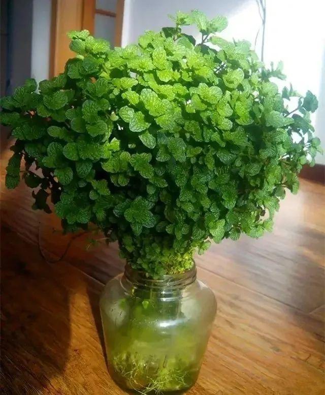 15种花很耐养,掰个叉做水培,发芽开花都可以!