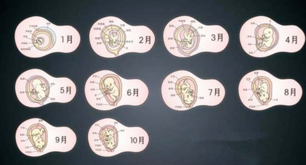 怀胎十月长达“十个月”？其实不到十个月就生了，正确孕周这样算