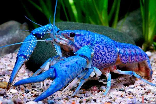 sbike动植物百科:十大美丽适合作为宠物饲养的淡水鳌虾品种