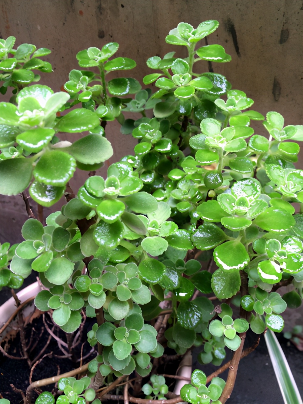 碰碰香的养殖方法与注意事项(碰碰香的爆盆秘诀)