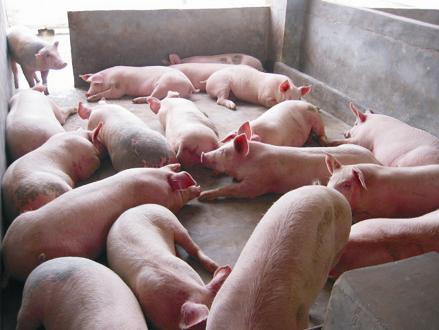 母猪产房除潮、仔猪补料等小技巧
