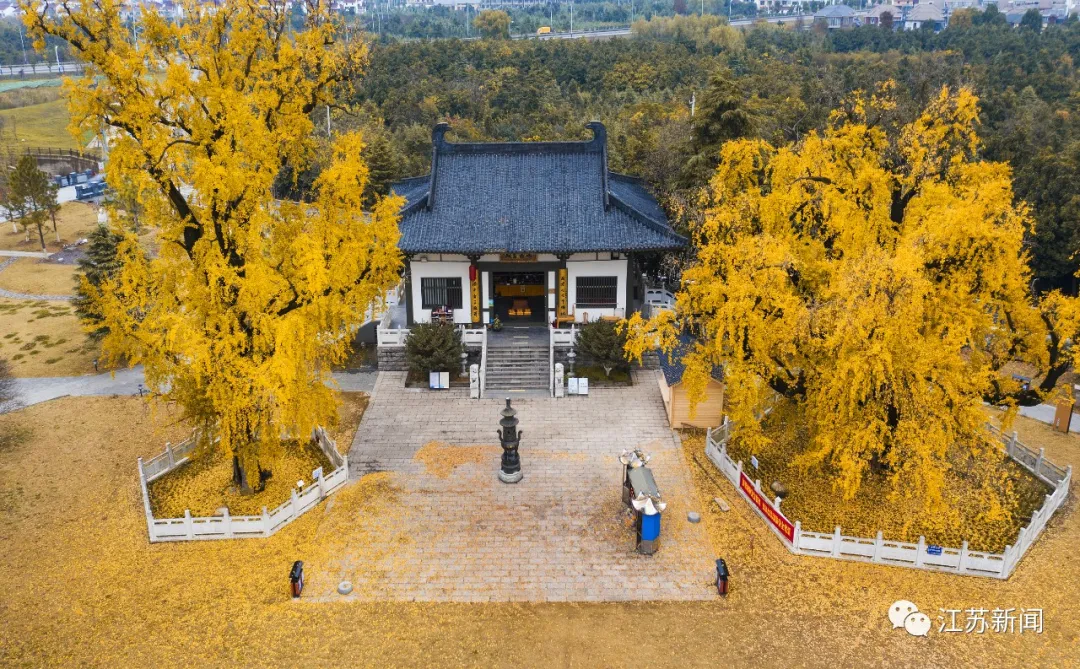 美了1500年，这里的古银杏即将迎来颜值巅峰