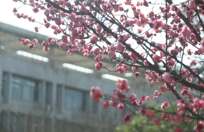 惊艳眼球！最近，陕西高校“最美校花”高清大图曝光