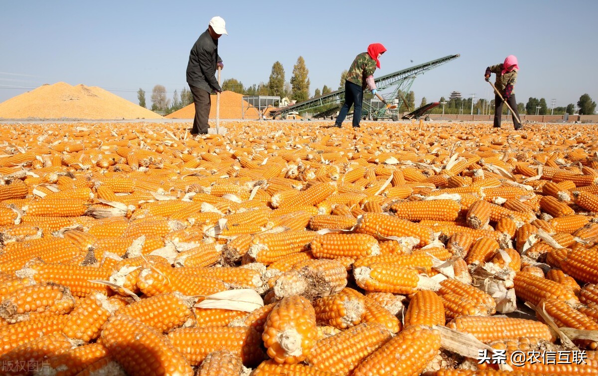 玉米要重回1.5元时代？暂时很难！粮食储备司发话，丰收已成定局